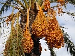 100 Seeds Rare Medjool Date Sweet Organic Fruit Natural Date Palm Tree Bonsai