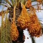 100 Seeds Rare Medjool Date Sweet Organic Fruit Natural Date Palm Tree Bonsai