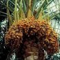100 Seeds Rare Medjool Date Sweet Organic Fruit Natural Date Palm Tree Bonsai