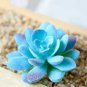 40 Seeds Rare Mini Blue lithops Plant Succulent Flores