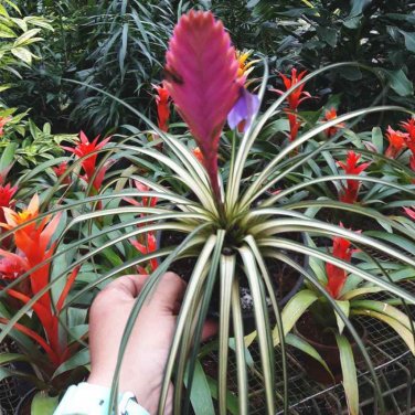 200 Seeds Rare Mini Bonsai Bromeliad palnts