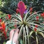 200 Seeds Rare Mini Bonsai Bromeliad palnts