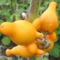 50 Seeds Rare Nipple Eggplant