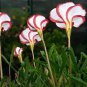 100 Seeds Rare Oxalis Versicolor Plants World's Rare