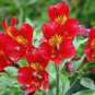 100 Seeds Rare Peruvian Lily Alstroemeria Flowers
