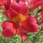 100 Seeds Rare Peruvian Lily Alstroemeria Flowers