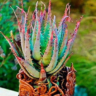 100 Seeds Rare Rainbow Aloe Vera Bonsai Flowers Perfect Color Succulents Plant