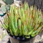 100 Seeds Rare Rainbow Aloe Vera Bonsai Flowers Perfect Color Succulents Plant