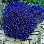200 Seeds Rare Rock Cress Bonsai Evergreen Climbing Plant Creeping Thyme