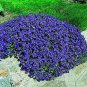 200 Seeds Rare Rock Cress Bonsai Evergreen Climbing Plant Creeping Thyme