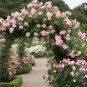 300 Seeds Rare Rose Tree Rosa Flower Mini Climbing Rose Tree