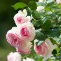 300 Seeds Rare Rose Tree Rosa Flower Mini Climbing Rose Tree