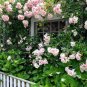 300 Seeds Rare Rose Tree Rosa Flower Mini Climbing Rose Tree