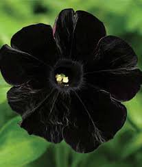 Rare100 Seeds  Star Petunia Blue Bonsai Garden and Patio Potted Plant Morning Glory Flowers