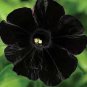 Rare100 Seeds  Star Petunia Blue Bonsai Garden and Patio Potted Plant Morning Glory Flowers