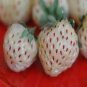 300 Seeds Rare White Strawberry Pineberry Fruit