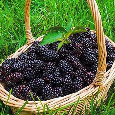 100 Seeds Raspberry Seeds Big Black Mulberry Fruits