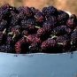 100 Seeds Raspberry Seeds Big Black Mulberry Fruits