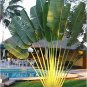 10 Seeds Ravenala madagascariensis