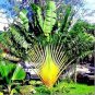 10 Seeds Ravenala madagascariensis