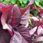 2000 Seeds Red Amaranth