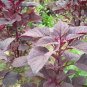 2000 Seeds Red Amaranth