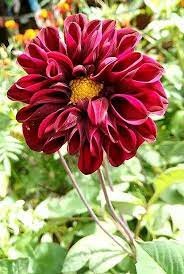 50 Seeds Red Dahlias