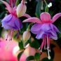 50 Seeds Red Fuchsia Bonsai Potted Flower Garden Potted Plants Hanging Fuchsia Flowers