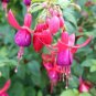 50 Seeds Red Fuchsia Bonsai Potted Flower Garden Potted Plants Hanging Fuchsia Flowers