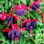 50 Seeds Red Fuchsia Bonsai Potted Flower Garden Potted Plants Hanging Fuchsia Flowers