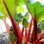 10 Seeds Rhubarb Vanilla Vegetable