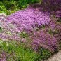 205 Seeds ROCK cress Seeds Climbing plant Creeping Thyme
