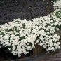 100 Seeds Rock CRESS Seeds Creeping Thyme Flores