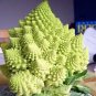 100 Seeds Roman Broccoli Seeds Vegetables