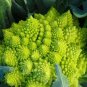 100 Seeds Roman Broccoli Seeds Vegetables