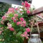 100 Seeds Rose Bonsai Thailand Climbing Rose Tree Rare Flower Pink Bonsai Potted Plant