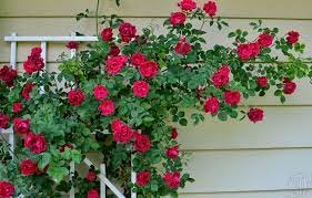 100 Seeds Rose Red Thailand Climbing Rose