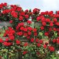 100 Seeds Rose Red Thailand Climbing Rose