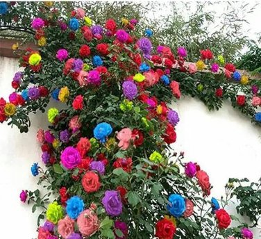 100 Seeds Rose Tree Mixed 9 Types Flowers
