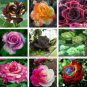 100 Seeds Rose Tree Mixed 9 Types Flowers