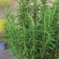 50 Seeds Rosemary Seeds Small Evergreen Herbal Plant Edible Bonsai with Blue Flowers
