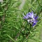 50 Seeds Rosemary Seeds Small Evergreen Herbal Plant Edible Bonsai with Blue Flowers