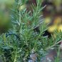 50 Seeds Rosemary Seeds Small Evergreen Herbal Plant Edible Bonsai with Blue Flowers