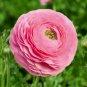100 Seeds Rouge Ranunculus Flower Seeds