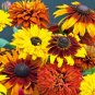 100 Seeds Rudbeckia Hirta Flowers Mixed Flowers