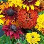 100 Seeds Rudbeckia Hirta Flowers Mixed Flowers
