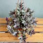 100 Seeds Sacred Japanese Zebrina pendula Schnizl