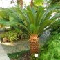 5 Seeds Sago Cycas