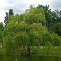 100 Seeds Salix Babylonica Tree