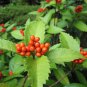 50 Seeds Sarcandra glabra (Thunb.) Nakai garden plant